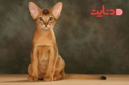 حبشی (Abyssinian)
