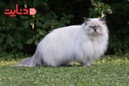 گربه پرشین (Persian cat)
