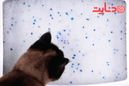 علل، روش های درمانی و داروهای یبوست در گربه ها