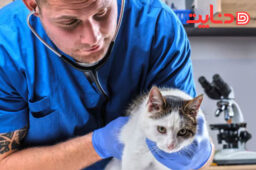 معاینه پزشک از گربه