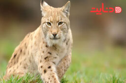 تاریخچه و تکامل گربه ها