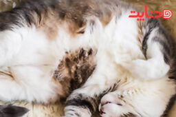 بچه گربه ها و گربه های بالغ چند ساعت در روز می خوابند؟