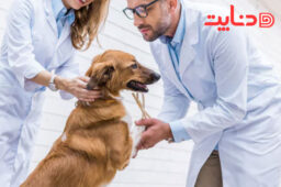 دامپزشک آقا و خانم سگ گلدن