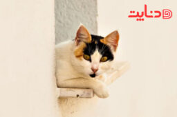 چرا گربه ها بو می دهند؟